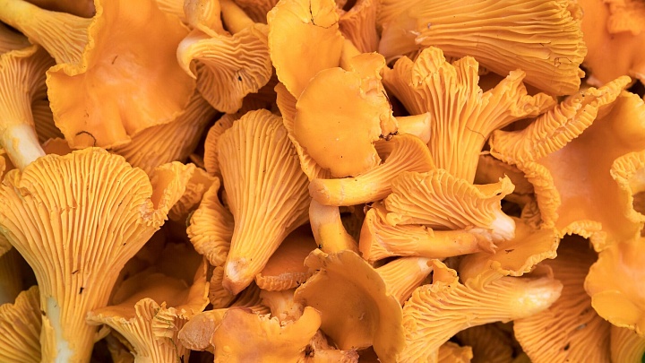 ЕС нарастил импорт лисичек из России